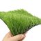 materiale artificiale del PE dell'erba di calcio del sintetico di 55mm
